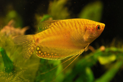 Гурами Золотой, S Гурами Золотой, S